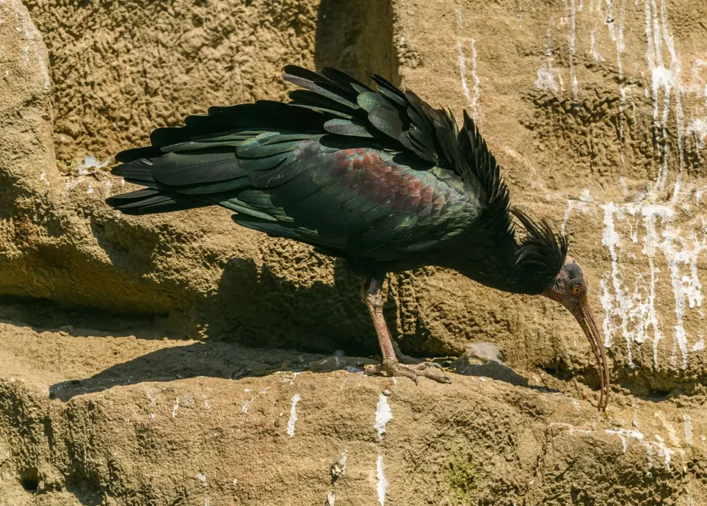 Northern bald ibis with glossy dark plumage on a cliff ledge