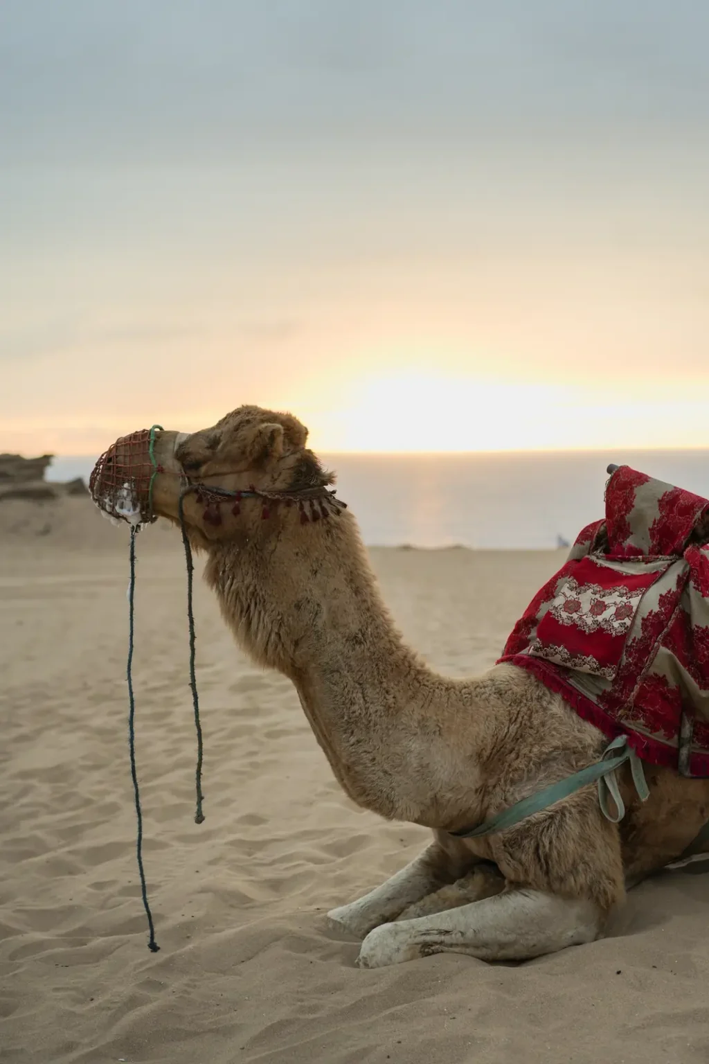 Camel with a red saddle resting on the sand at sunset by the ocean