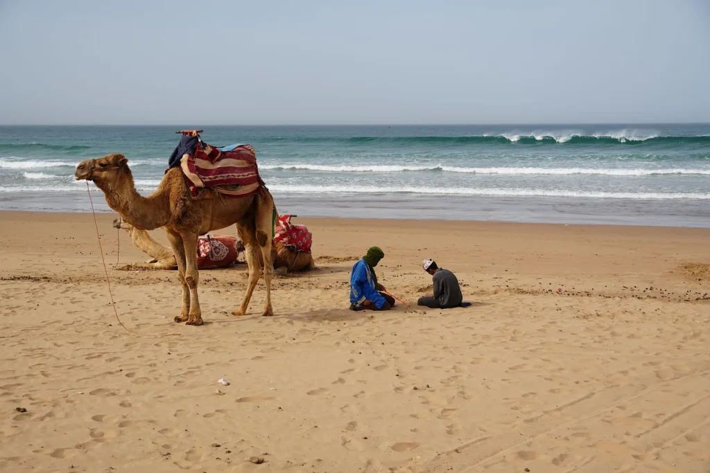 Saddled camel standing on a sandy Atlantic beach while two men rest nearby