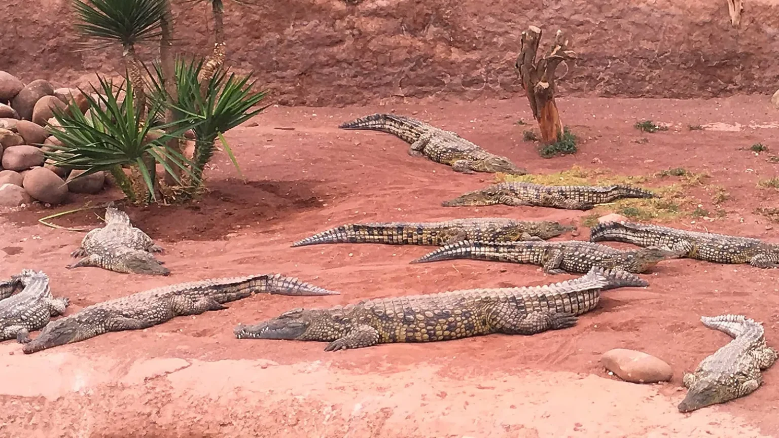 Nile crocodiles resting on red earth among palms at Crocoparc Agadir