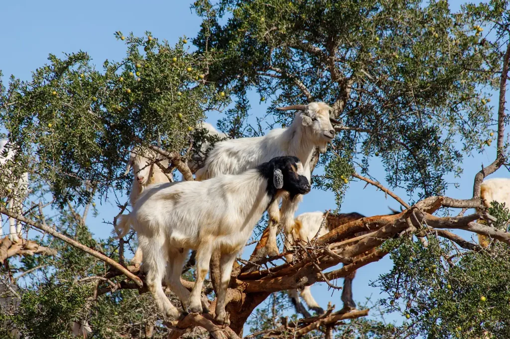 Two goats balancing on argan tree branches against a blue sky