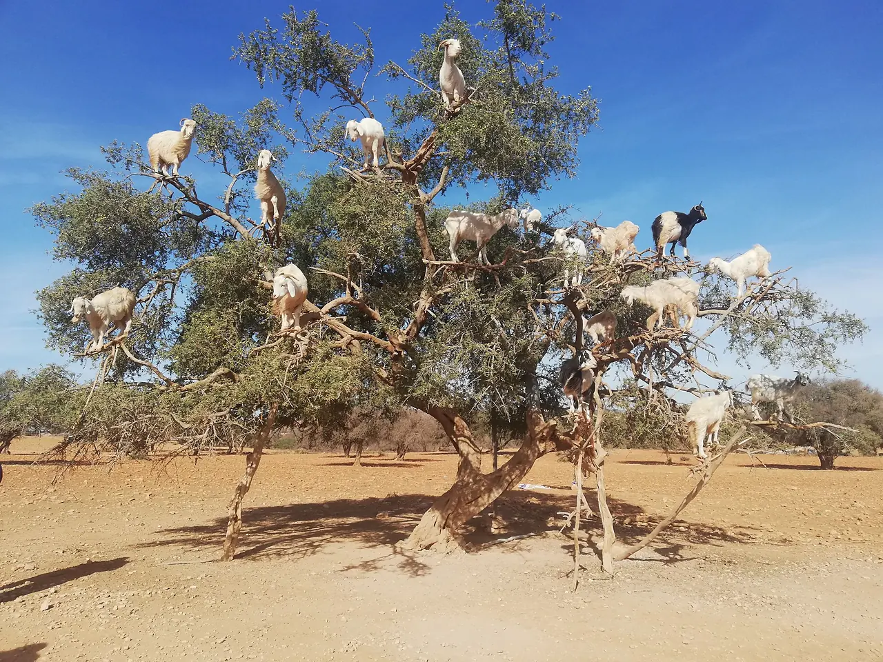 Herd of goats standing in the branches of an argan tree in Morocco