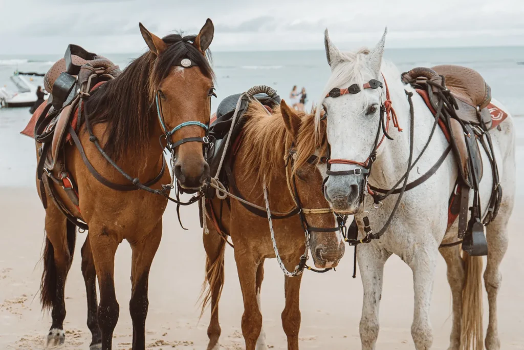 Three saddled horses standing side by side on a beach by the sea