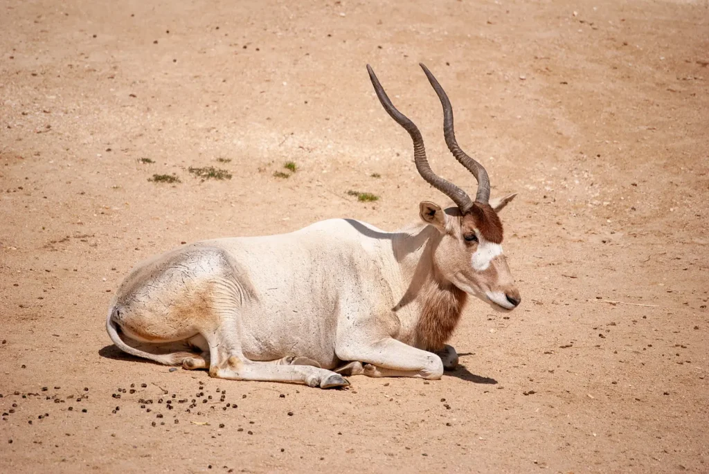 Addax antelope with long twisted horns lying on sandy ground