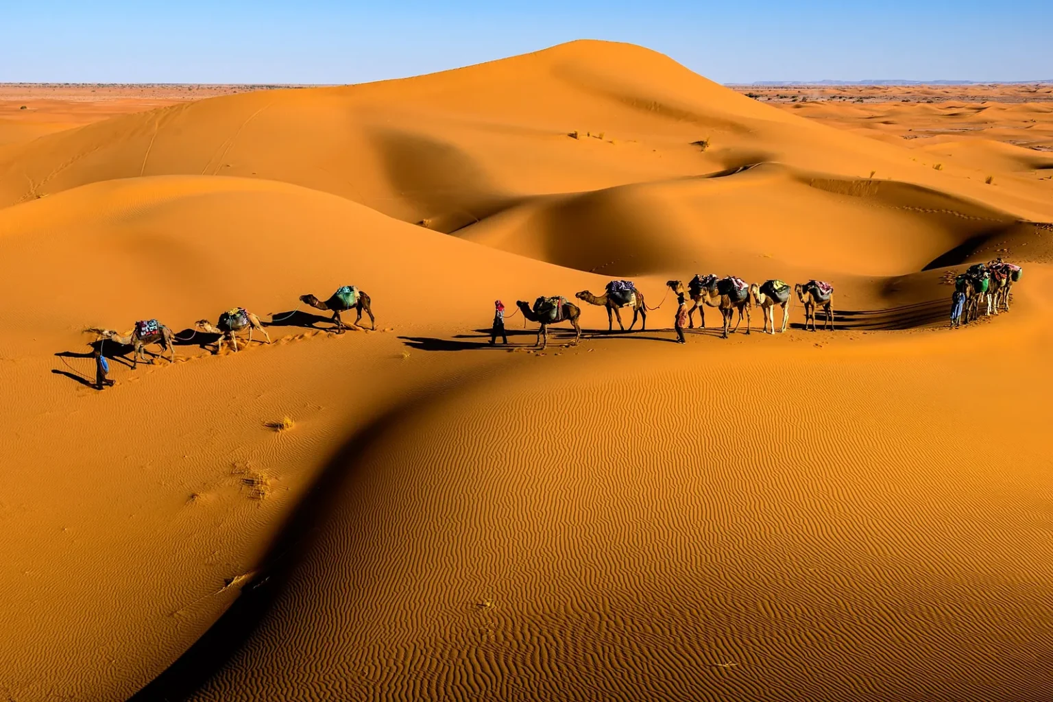 Camel caravan crossing golden sand dunes in the desert near Zagora